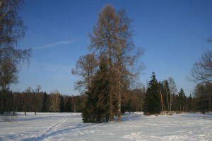 Pavlovsk park in winter